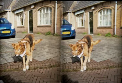 My 16 year old dog Baloe on her default round. Some old, small houses behind her, with yellow bricks. So not much color contrast with the black and tan dog. A blue car to the right behind the dog is a bit of a pity.