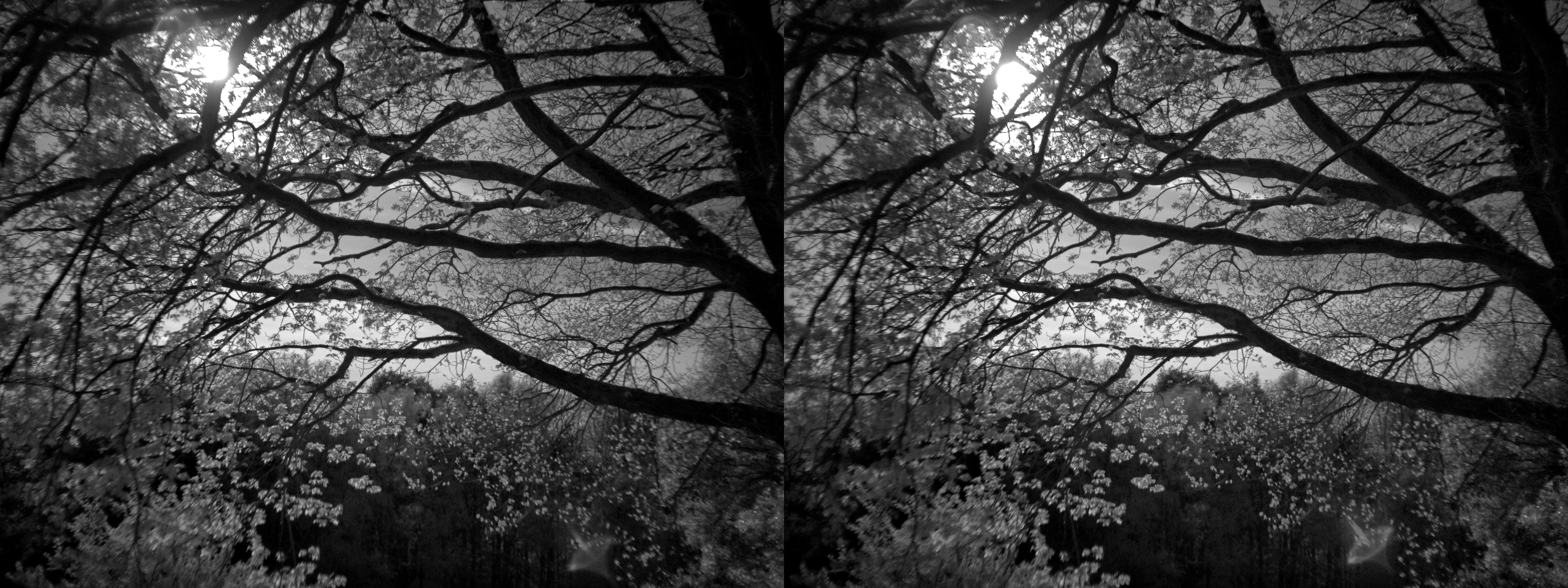 A detail of the brances of trees. They run from right to left through the frame. The sky is bright, due to the moon. The moon pierces through the branches on the left. The leaves make a glittery display.