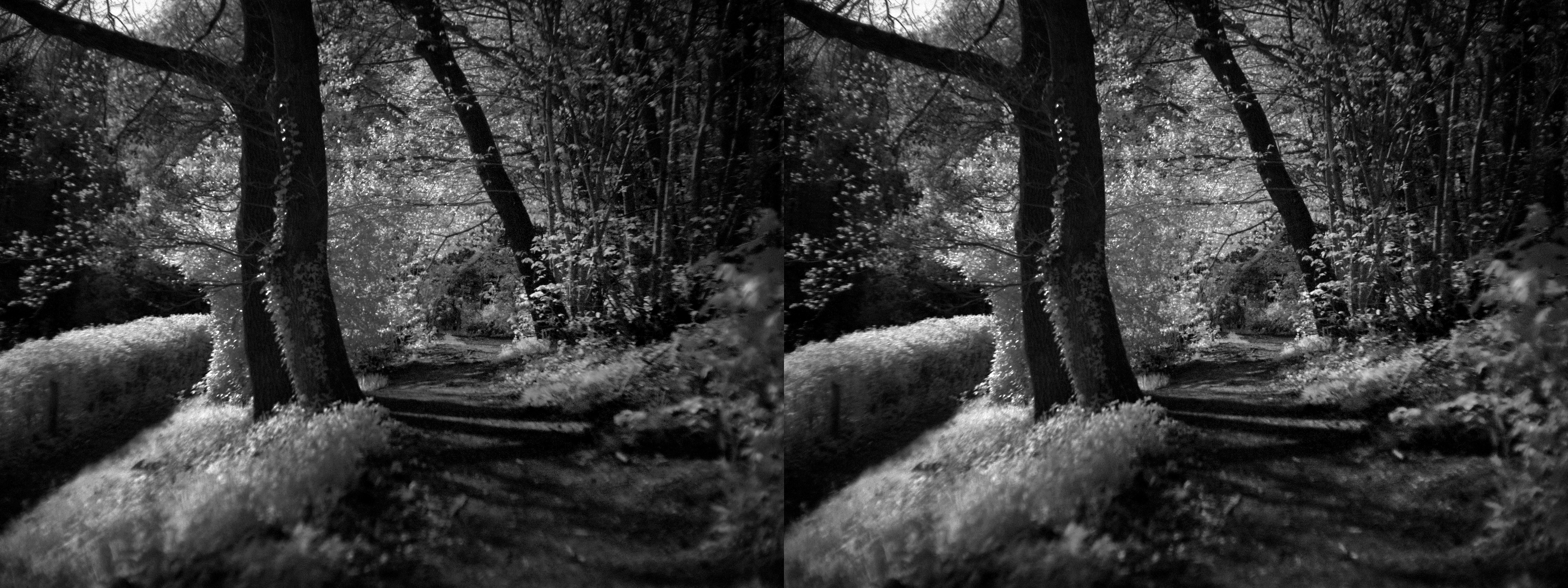 Black and white photo of a path that runs parallel to a valley on the left of the image. The path runs deep into the photo, away from us. Moonlight from the left hits the foliage at the roots of the trees left and right of the path. Shades of the stems of the trees cross the old path, and show it is hollowed out over the ages.
