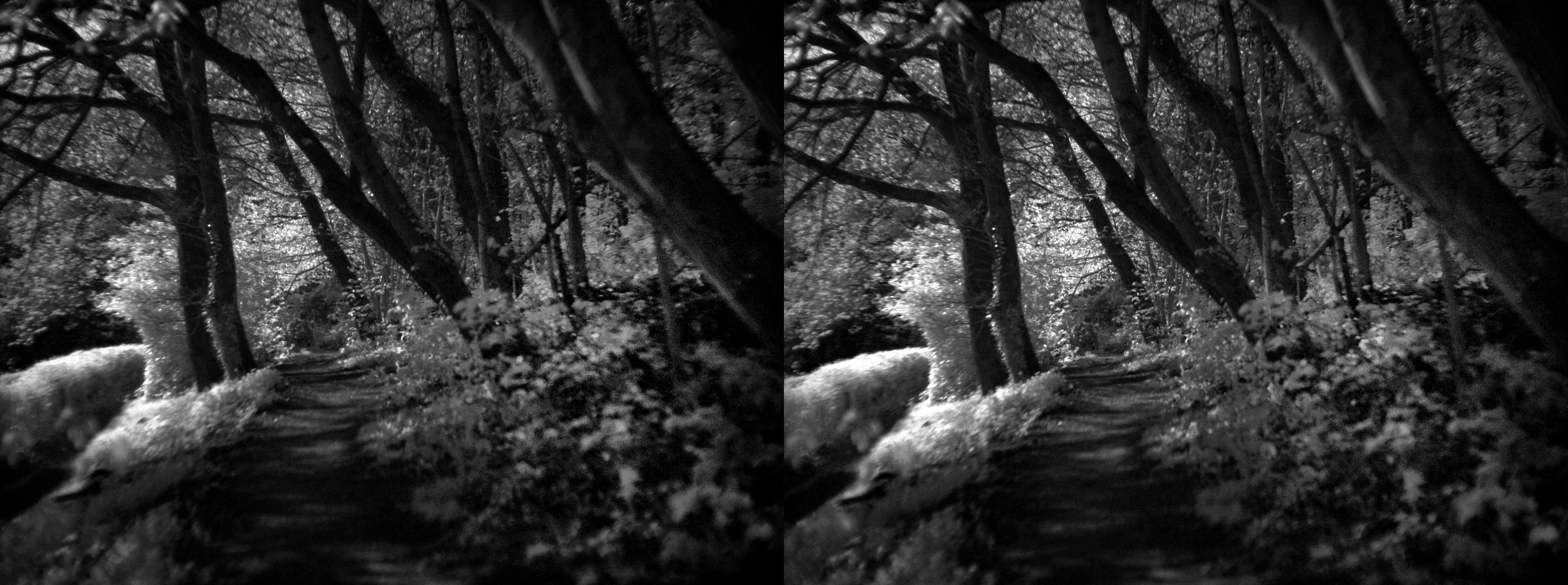 A continuation of the path. It is a little wider here. The composition is that the brightly lit undergrowth forms a zigzag along the imaginary line at 1/3 of the height if the frame, across from left to right. Black trees stick out of this zigzag chaotically, but mostly pointing up and to the left a bit, where the moon light is coming from.