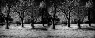 Black and white photo of four apple trees in an orchard that lets everybody pick the fruits. Backlit in moonlight. The grass looks very bright because live green plants reflect lots of infrared light, and the moon does so too. Between the trees, the grass is lit brighter than elsewhere in the frame.