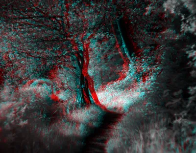 A path meanders ahead of us, between lush trees and undergrowth. Moonlight shines onto the path, about 10 meters ahead of us. It looks very inviting to go into.