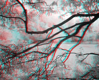 A blossoming three branch cracks the screen like it is broken. It also reminds me of my trail photos. Both leaves and flowers are lightly toned. One flower, low right, seems to sit in front of the screen.