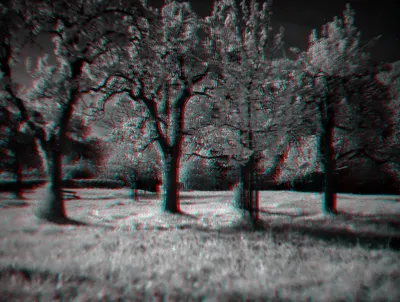 Four trees that look like they are blossoming, but these are young leaves that light up in the infrared that the moon reflected onto them. The grass they're in, looks as bright as snow. Some stars pierce through the faint clouds.