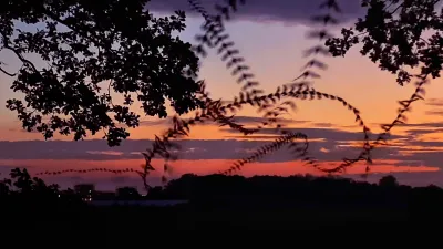 Curves of 5 bats flying between some trees. The sun has just set. The background is a gradient from a purplish blue to a deep red. On the left side, at the horizon, you can see clouds above the apartment buildings. This is the jackdaw flock, literally pushed into the background.