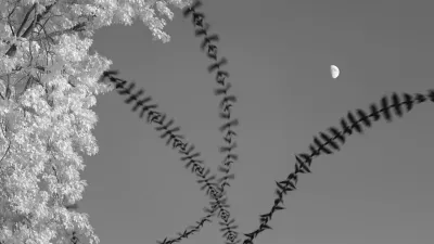 Black and white image. To the left there is a tree. Three black birds fly up from the bottom of the frame. There is a forth one, faintly in the back ground. A half moon stands out brightly.