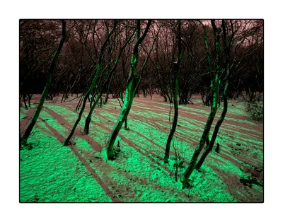 Seen from the other side, with the green light to the back-right of us, we see these alternating green & rose stripes on the snowy forest floor. They diverge, but our perspective converges them to some extent, making them seemingly parallel. They show the slight curve of the ground. The 8 currant trees in the foreground all lean to the right. The green light hits the stems and the snow on them, making them very green and contrasty. We can see tens of meters into the forest, thanks to the snow on the floor. In the background we see a mesh of branches, accented by the snow, but in dusty rose. Between the fine branches, we see this oddly coloured sky.