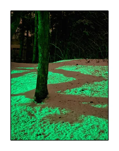 A simpeler, standing photo. The top third is dark, but not devoid of details. To the right, dense currant trees. To the left, we can just make out a bit of the former school building, just two windows and a bit of the wall above them. More importantly, is a green lit straight up tree trunk. On the brightly green lit snowy forest floor, a wide shade zigzags form the back towards us, in the shape of the letter Sigma, more or less. Again, this shade is this dusty rose color.