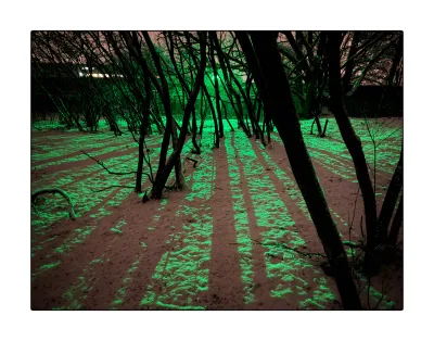 This phot is what I was drawn to explore initially. The fence is still deep in the background. Again, the green floodlight is hidden behind a tree branch. The trees aren’t big, about 4 meter high currant trees. They make bundles of stems that fan out. On the forest floor we see the shades of the green light fan out. The sky, seen through the complex mesh of stems, is a bright dusty rose. This causes the shades to be that color too. The snow reflects a lot of that light. So basically, there are three main tones in the image: Black stems fanning out to the top of the images, and alternating stripes of bright green and dusty rose fanning out towards the bottom of the frame.