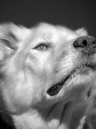 A majestic close up of the face of my dog, brightly lit against a typical IR black sky. The blue eye is also light. She is looking over my shoulder into the distance. The frame cut her nose on the right, and an ear on the left, it is taken that close. The fur is tack sharp and very shiny.