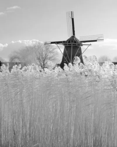 The top half of the photo is a a grey sky, with some clouds in the back that have a silver lining on top. A windmill interrupts this sky. Halfway the photo is a thin black line, these are some trees in the far background and some roof toops, but it is hard too tell. It functions mostly as a division.
The bottom half is of a similar grey, but it is textured. It is reeds. The plumes on top are brightly lit and shiny. They look transparent. These plumes intersect the division line.
Underneath it, in low contrast but highly detailed, is a cross braid of thousands of 3 meter high reed stems vertically, and 20cm leaves across it, horizontally.