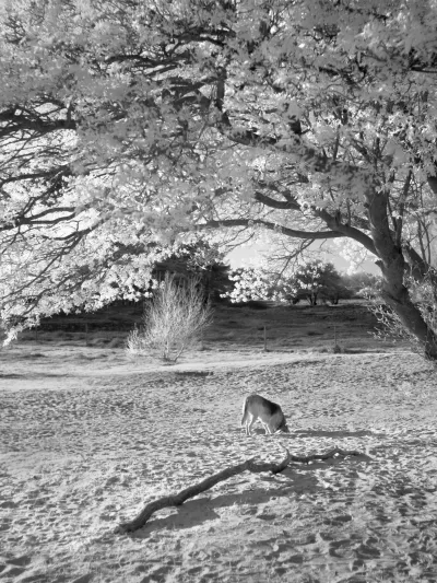 A busy image of my dog at some distance, checking out a rabbit hole in a sandy soil. Top half of the image are bright leaves of a tree. They arc over the image. In the middle, a dark band of trees and soil in the background divide the image. The bottom half is brightly lit, textured sand. Nowhere is not a footprint. In the foreground is a wiggly branch of about 2 meters, with an even more wiggly shadow. The light is so low it peeks underneath this fallen branch. It seems to be parallel to the arcing branch from the crown that forms the top half of the image. My dog is in between these parallel curves. The sun shins on her butt, her snout is in the sand.