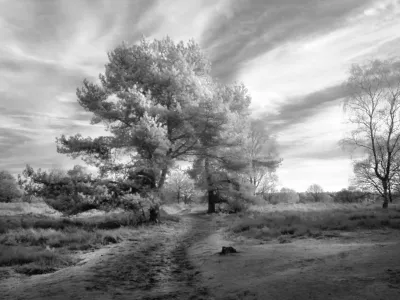 A very dramatic winter sky with bands of clouds radiating out, behind two pine trees. They are even more contrasty than the sky is. They form an arc over a sand road. We can see underneath this arc too. The road bends a bit, but there is something uneasily straight about it. It is a former Nazi anti-tank ditch, now filled with sand, that encircled my town in WW2.
In the front is what remains of a cut tree, and to the right side, the image is closed with a bare tree, smaller than the arcing pines. There is a pictorialist atmosphere to it.