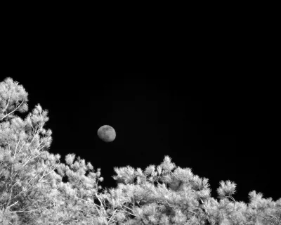 Most of the image is black. The bottom edge are treetops. The moon rising behind these brightly lit pine trees. I kept it low in the frame to keep the sense of rising. The moon is nearly full, only the bottom left is darker. This tells you the moon is rising, too. The sky is dark because there are no clouds, and the blue light is blocked nearly 100% by my IR-pass filter. Both the trees and the moon are textured. A small sensor allows for a hyperfocal distance of 10 meters or so even when zoomed in.