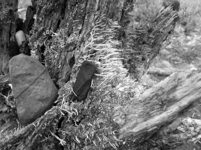 A close up of a dead tree trunk with moss and lichen. People placed stones on this trunk. One is in the center, it is black, inside of bright moss. The moss has a direction to it, it grows sideways to the right.