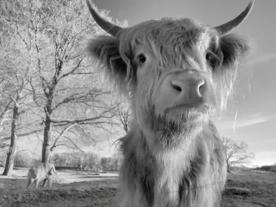 A close up of a long haired Scottisch cow from a small herd that freely roams the heather. The low sun brightens up the hair on the right side and a wet nostril. The eyes are very dark, as are the inside of the ears. The fluffy ears and the horns make it look happy and inquisitive. To the left: two trees with bright young leaves just coming out. Underneath them, in low contrast, another cow.