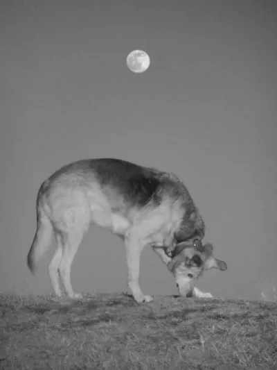 Baloe on a mound, sniffing the ground. Exactly frontal light from the setting sun make her a bit flat. But this is what you get at full moon: the sun and the moon are opposing each other, one setting, one rising. I'm ten meters away laying low on the ground, shooting up against the dog, the moon right behind her. But the dog and the moon are textured, but there is slightly fuzzy texture to the image.
