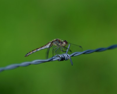 Lots of green with a tiny brown dragonfly in the middle sitting on barbed wire