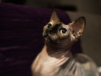 buste portrait of a cat with no hair, except on the nose, looking up. 