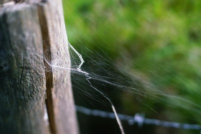 Spiderweb connected to a wooden pole and some barbed wire. 