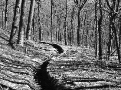 A deep worn out path runs like a snake through the trees. It shows up black. The grasses are bright. The trees are close to each other and have high stems. They throw shadows like horizontal stripes over the grass. This shows soil is on an angle here.